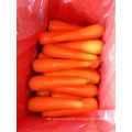 Yummy Fresh Carrot on Sale From China